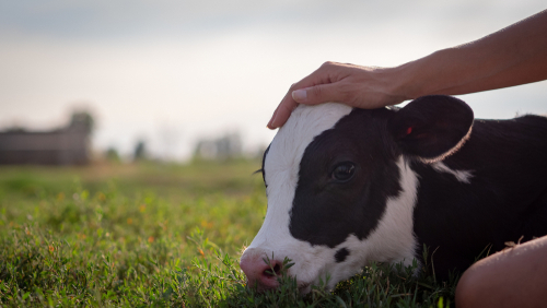 Ein Kalb liegt im Gras und wird von einer Hand am Kopf gestreichelt