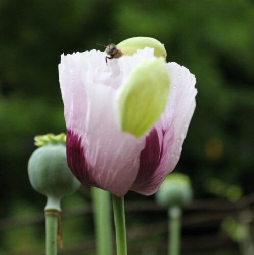 Eine Biene steigt aus einer Mohnblüte heraus.