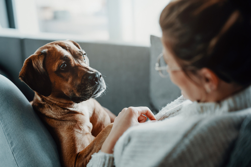 Hund sitzt mit Frau auf Sofa. Sie kuscheln und kommunizieren.