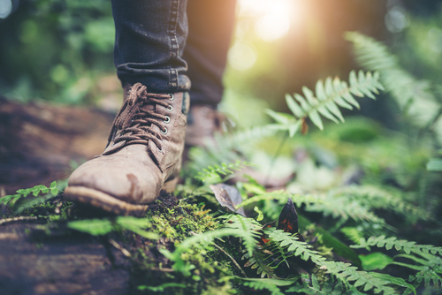 Wanderschuhe und Jeans von jemandem der im Wald auf Moos und Farn bedeckten Baumstumpf steht.
