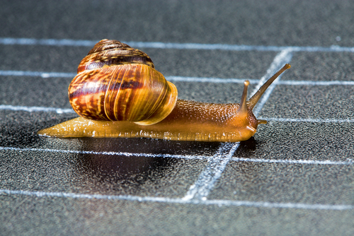 Schnecke kriecht über eine Ziellinie